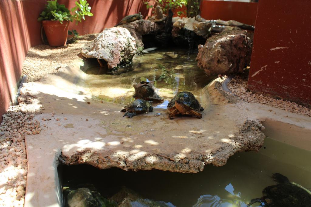 El Acuario Hotel Playa del Carmen Kültér fotó